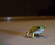 leucistic Hyla versicolor
