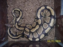 another ovulation
