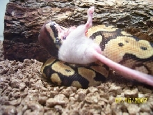 Dr. Lecter's first meal in his new home.