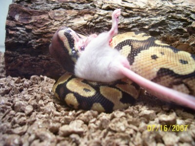 Dr. Lecter's first meal in his new home.