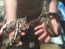 Axanthic?