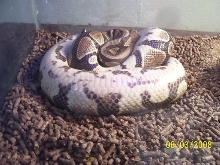 Coiled inverted