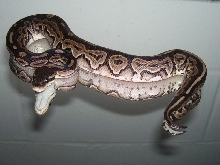 My New Cinny