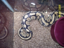 Ovulation?