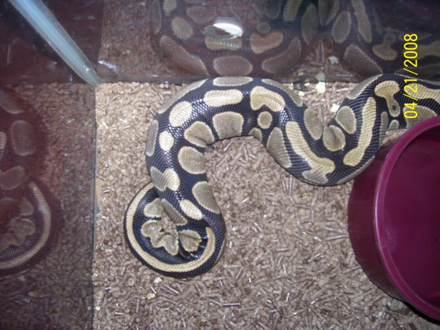 Ovulation?