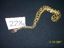 Pastel female