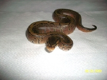 Pinstripe hatchling