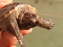 common snapper