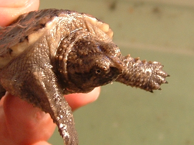 common snapper