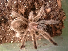 Rose hair tarantula