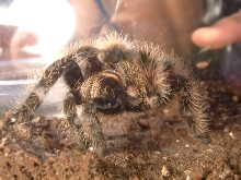 B.Albopilosum