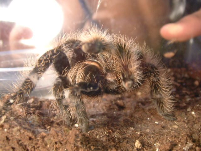 B.Albopilosum