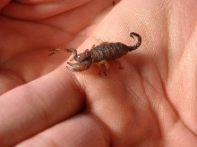 O.Whalberghi on hand
