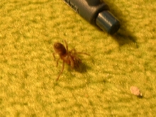 A.seemani