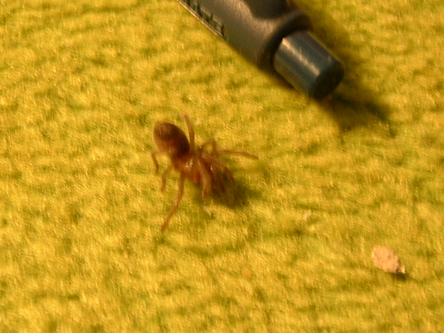 A.seemani