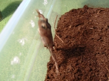 B.Americanus pic2