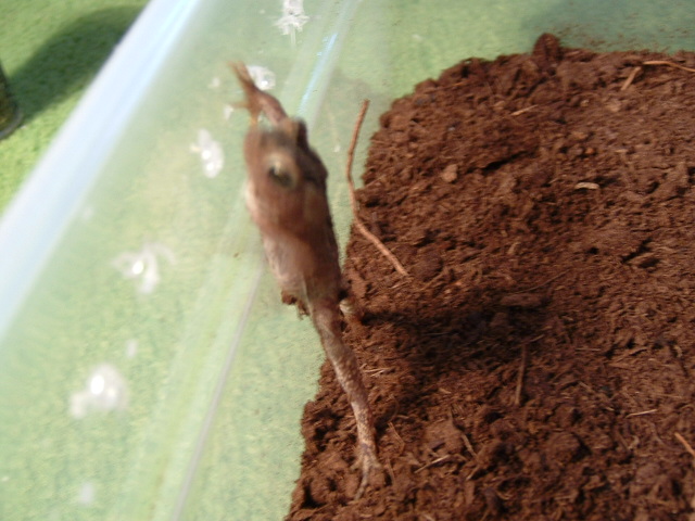B.Americanus pic2