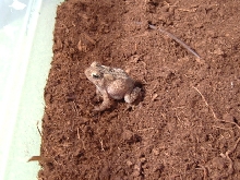 bufo americanus