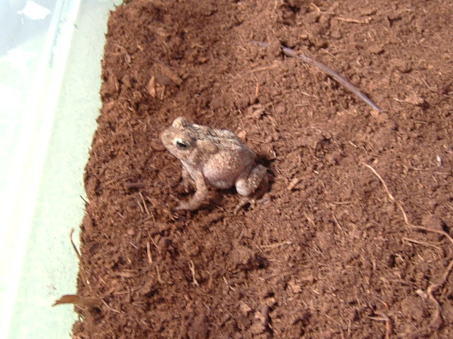 bufo americanus