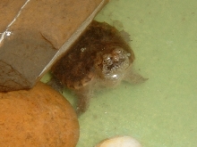 C.serpentina