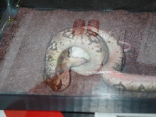 eating3