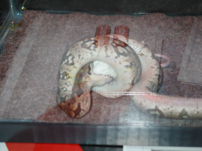 eating3