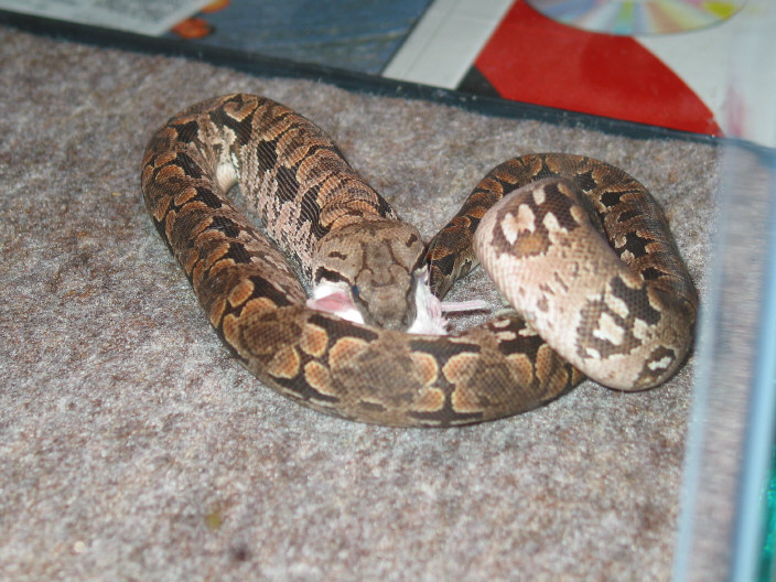 eating1