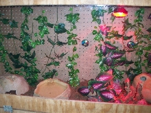 New Substrate Ball