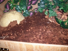 In the dirt