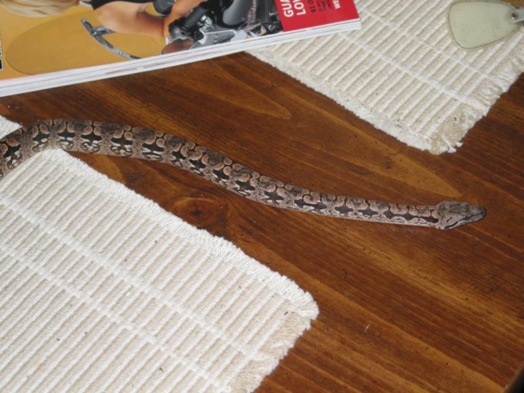 snake