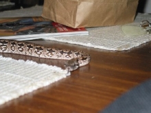 snake1
