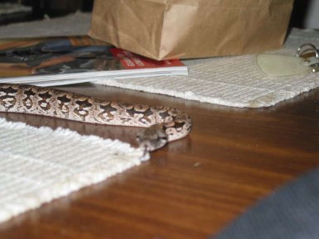 snake1