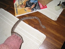 snake3