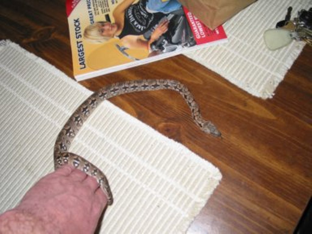 snake3