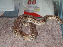 full belly
