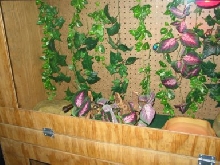 earl's home 2