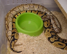 Butter/Pastel Breeding