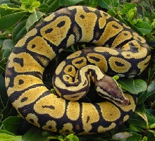 Bell Line Female Pastel