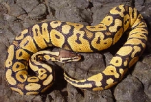 Pastel female