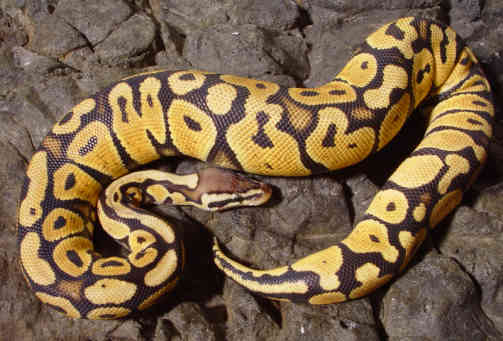 Pastel female