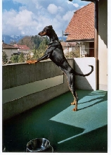 Shadow the dobie
