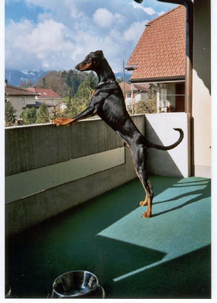 Shadow the dobie