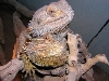 My Beardies