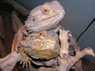 My Beardies