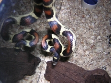 Hybino corn*king*milk snake
