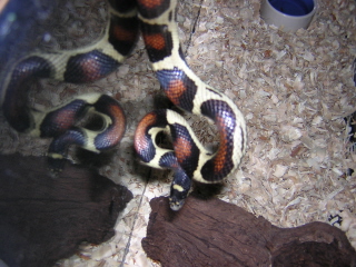 Hybino corn*king*milk snake