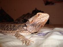 Toki