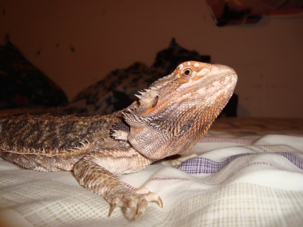 Toki