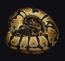 Pastel Female