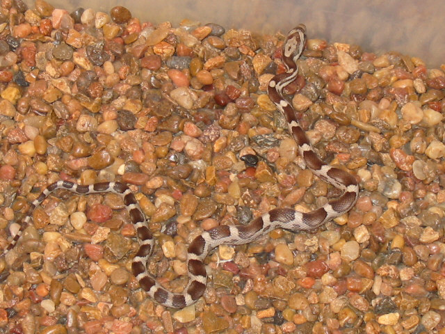 What morph?